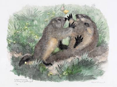 Robert Hainard - Jeux de petites marmottes - Copyright Fondation Hainard