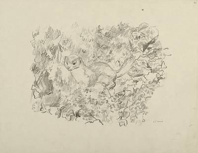 Robert Hainard - Belette (croquis) - Copyright Fondation Hainard