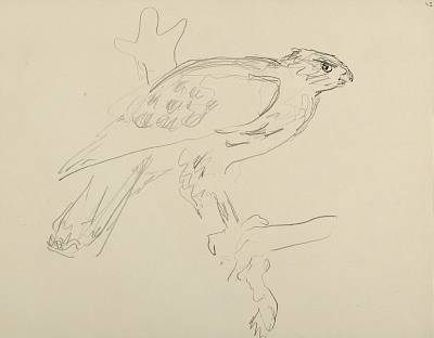 Robert Hainard - Jeune autour et écureuil (croquis) - Copyright Fondation Hainard