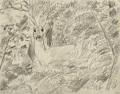 Robert Hainard - Chevreuil dans les fougères (croquis) - Copyright Fondation Hainard