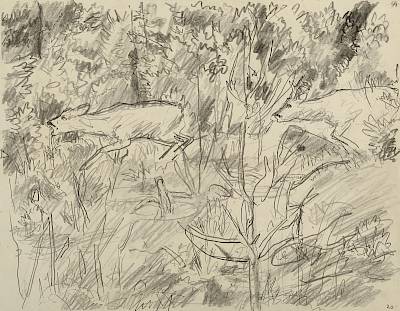 Robert Hainard - Brocard poursuivant une chevrette (croquis) - Copyright Fondation Hainard