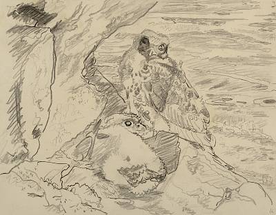 Robert Hainard - Nichée de gerfauts (croquis ) - Copyright Fondation Hainard