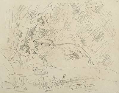 Robert Hainard - Jeune castor sous la pluie (croquis) - Copyright Fondation Hainard