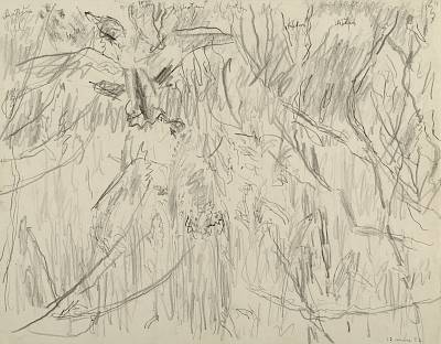 Robert Hainard - Couple de colverts s'envolant des roseaux (croquis) - Copyright Fondation Hainard