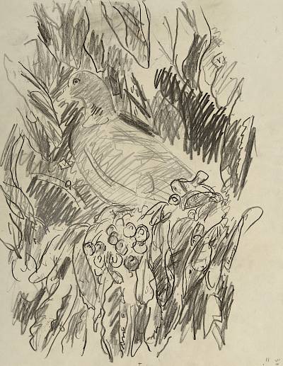 Robert Hainard - Ramier dans le cerisier (croquis) - Copyright Fondation Hainard