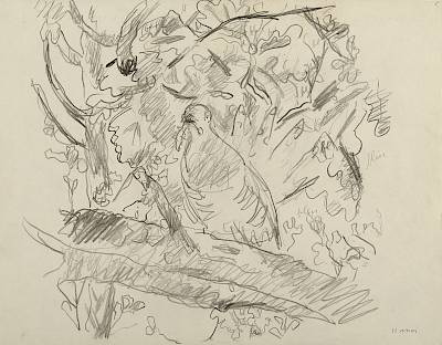 Robert Hainard - Coucou et chenille poilue (croquis) - Copyright Fondation Hainard