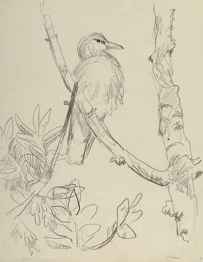 Robert Hainard - Loriot se pouillant sur une branche sèche (croquis) - Copyright Fondation Hainard