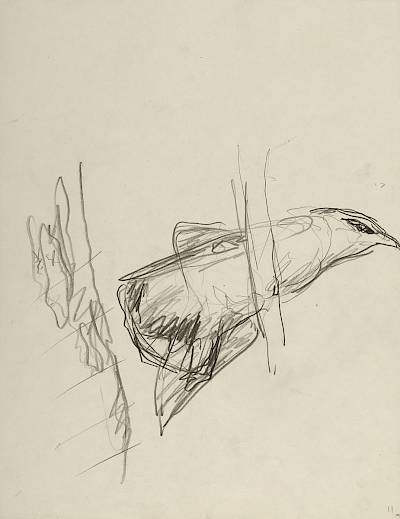 Robert Hainard - Loriot s'étirant (croquis) - Copyright Fondation Hainard