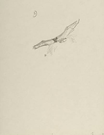 Robert Hainard - Pipistrelle en chasse (croquis) - Copyright Fondation Hainard