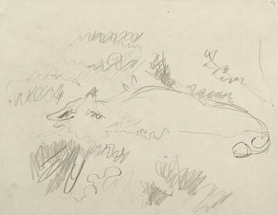 Robert Hainard - Renard croquant des poires (croquis) - Copyright Fondation Hainard
