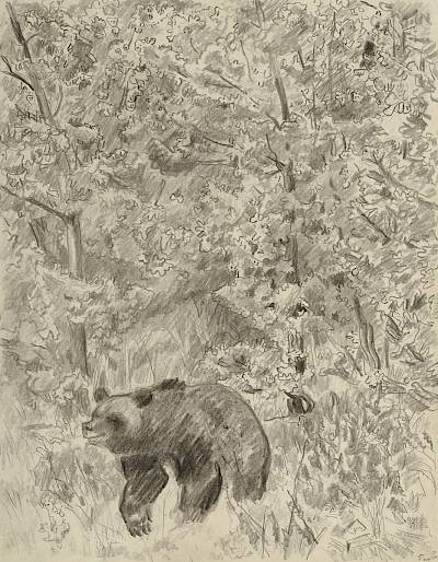 Robert Hainard - Ours à l'orée du bois (croquis) - Copyright Fondation Hainard