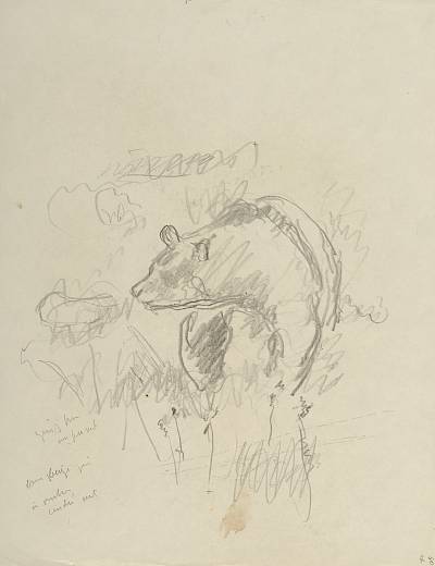 Robert Hainard - Ours dans les herbes sèches (croquis) - Copyright Fondation Hainard