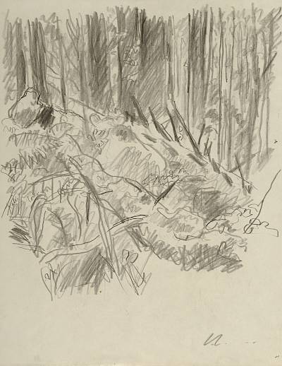 Robert Hainard - Forêt (croquis) - Copyright Fondation Hainard