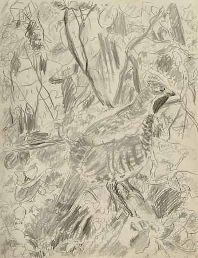 Robert Hainard - Gelinotte dans les coudriers (croquis) - Copyright Fondation Hainard