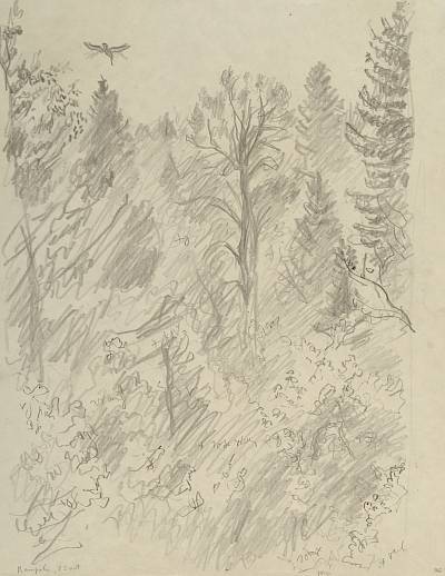 Robert Hainard - Bécasse à l'aube (croquis) - Copyright Fondation Hainard