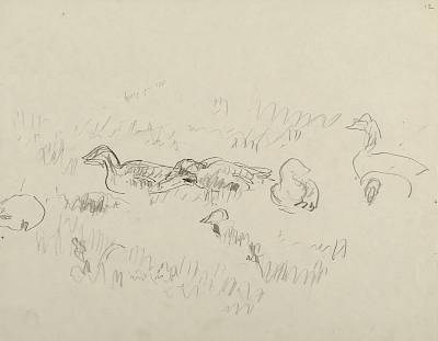 Robert Hainard - Oies rieuses (croquis) - Copyright Fondation Hainard
