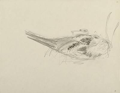 Robert Hainard - Père engoulevent nourrissant (croquis) - Copyright Fondation Hainard