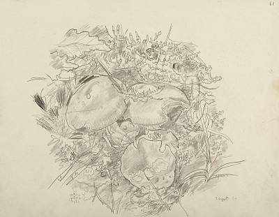 Robert Hainard - Oronges (croquis) - Copyright Fondation Hainard