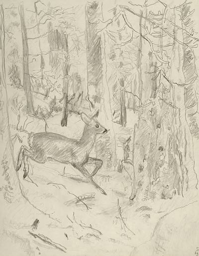 Robert Hainard - Forêt givrée et chevrette (croquis) - Copyright Fondation Hainard