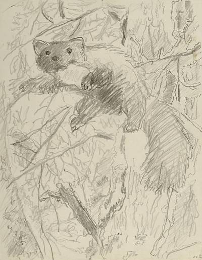 Robert Hainard - Martre bondissante (croquis) - Copyright Fondation Hainard