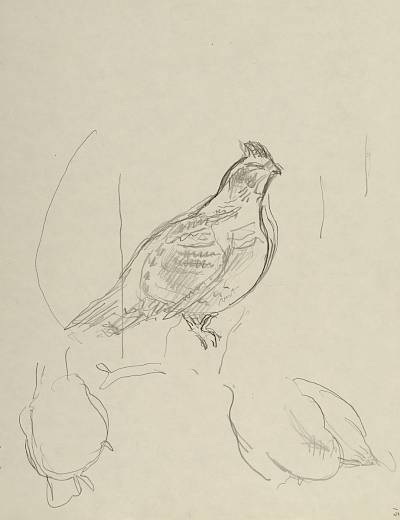 Robert Hainard - Poule gélinotte (croquis) - Copyright Fondation Hainard