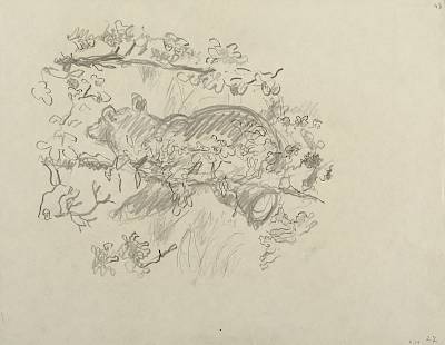 Robert Hainard - Ours au galop (croquis) - Copyright Fondation Hainard