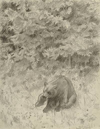 Robert Hainard - Ours à l'orée, mangeant (croquis) - Copyright Fondation Hainard