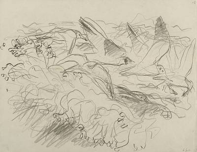 Robert Hainard - Mouette par grosse bise (croquis) - Copyright Fondation Hainard