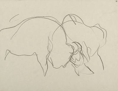 Robert Hainard - Bisons Luttant (croquis) - Copyright Fondation Hainard