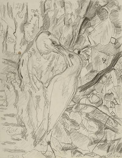 Robert Hainard - Pic vert nourrissant (croquis) - Copyright Fondation Hainard