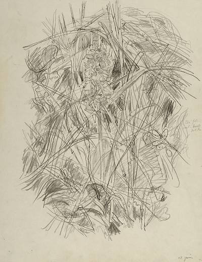 Robert Hainard - Orchis à deux feuilles (croquis) - Copyright Fondation Hainard
