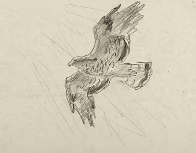 Robert Hainard - Bondrée (croquis) - Copyright Fondation Hainard