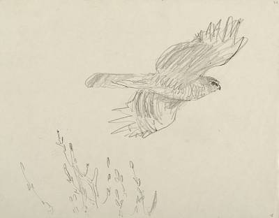 Robert Hainard - Epervier mâle (croquis) - Copyright Fondation Hainard