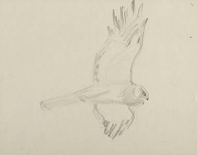 Robert Hainard - Busard St-Martin mâle (croquis) - Copyright Fondation Hainard