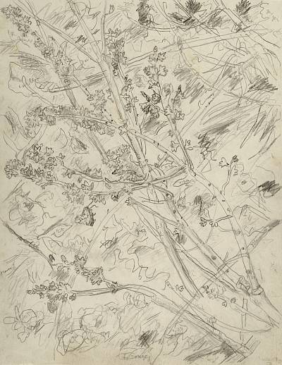 Robert Hainard - Le grand bois-gentil (croquis) - Copyright Fondation Hainard