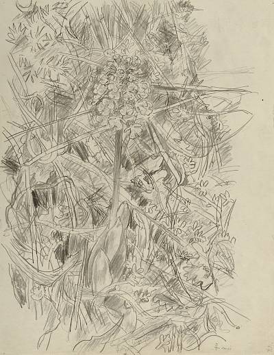 Robert Hainard - Orchis casque (croquis) - Copyright Fondation Hainard