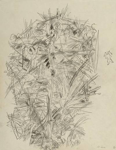 Robert Hainard - Ophrys mouche (croquis) - Copyright Fondation Hainard