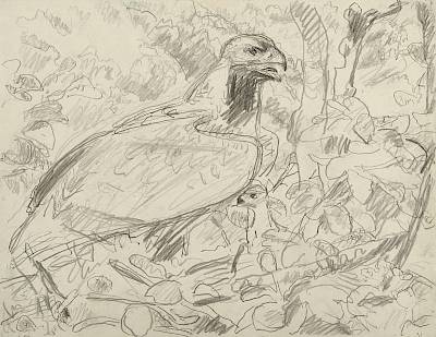 Robert Hainard - Aire d'aigle impérial (croquis) - Copyright Fondation Hainard