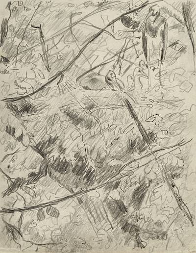 Robert Hainard - Nid de cigognes noires (croquis) - Copyright Fondation Hainard
