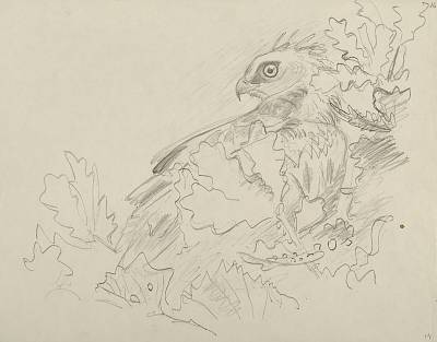 Robert Hainard - Jean-le-blanc après l'averse (croquis) - Copyright Fondation Hainard