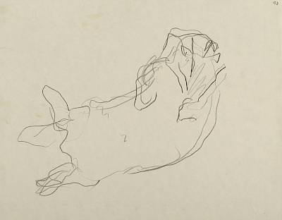 Robert Hainard - Blaireau à sa toilette (croquis) - Copyright Fondation Hainard