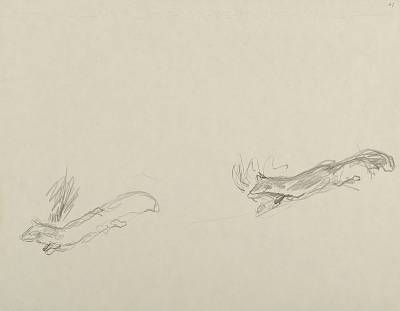 Robert Hainard - Deux martres se poursuivant (croquis) - Copyright Fondation Hainard