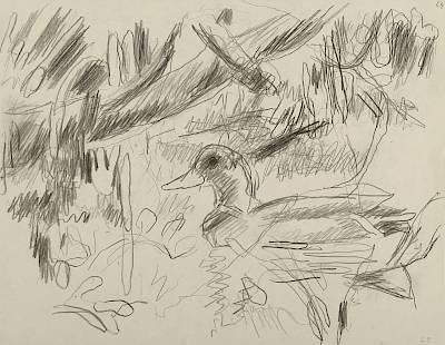Robert Hainard - Colvert au clair de lune (croquis) - Copyright Fondation Hainard