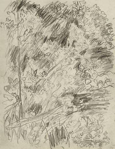 Robert Hainard - La reine-des-prés (croquis) - Copyright Fondation Hainard