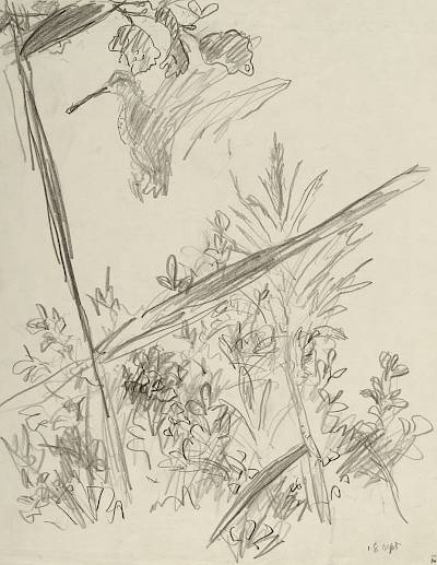 Robert Hainard - Bécassine jaillissant (croquis) - Copyright Fondation Hainard