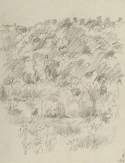 Robert Hainard - Lynx d'Espagne (croquis) - Copyright Fondation Hainard