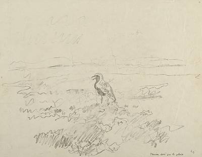 Robert Hainard - Pluvier doré sous la pluie - Copyright Fondation Hainard