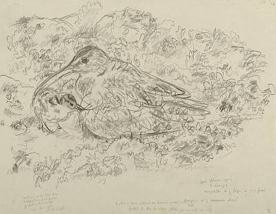 Robert Hainard - Corlieu et poussins - Copyright Fondation Hainard