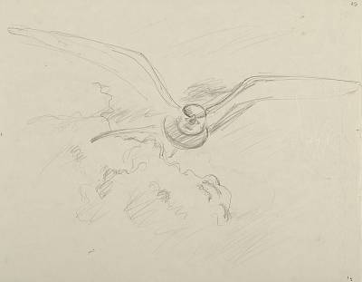 Robert Hainard - Sterne pierregarin attaquant - Copyright Fondation Hainard