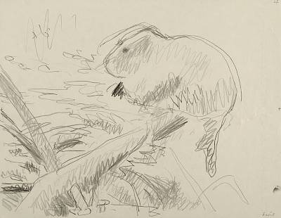 Robert Hainard - Petit castor au clair de lune (croquis) - Copyright Fondation Hainard